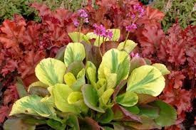 Image result for Bergia salaria