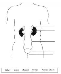 Diagram Of The Excretory System Koibana Info Excretory System Human Anatomy Drawing Digestive System Diagram