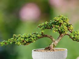 Image result for Pimpinella afra