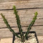 Image result for Euphorbia didiereoides