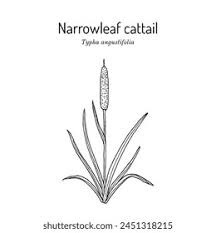 Image result for Typha