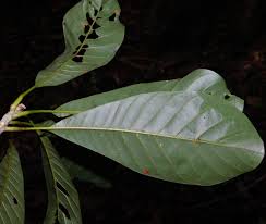 Image result for Pouteria pseudoracemosa