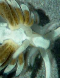 Image result for Bergia salaria