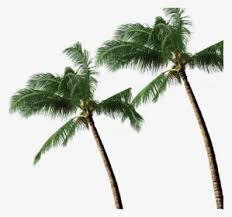 Find the best inspiration you need for your project. Coconut Tree Images Png Images Transparent Coconut Tree Images Image Download Pngitem