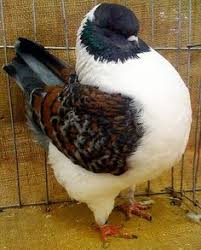44 Best Modena Pigeon Images Pigeon Pigeon Breeds Dove
