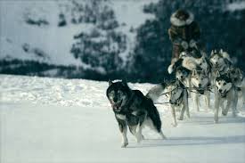 Who doesn't love a dog movie? Film Review Togo 2019 Jordan And Eddie The Movie Guys