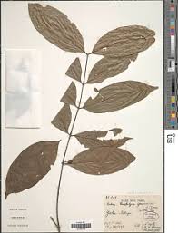 Image result for Bertiera aethiopica