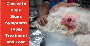 A history of the condition, clinical symptoms and elimination of other possible nasal abnormalities can help in indicating dog nose cancer. Cancer In Dogs Signs Symptoms Types Treatment And Cancer Therapies Cost Petxu