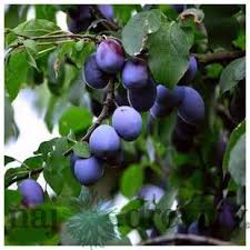 Image result for prunus domestica renkloda althana