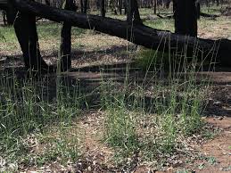 Image result for Arundinella nepalensis