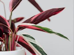 Image result for Brownleea maculata