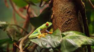 How To Make A Frog Terrarium (Frog Tank Enclosure Setup) - Exopetguides