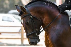 It is as unique as hunter/jumpers, tennessee walkers, three or five gaited horses, reining, endurance, eventing or any others that come to mind. 11 Best Dressage Horse Breeds For All Levels With Pictures Pet Keen