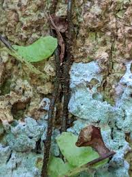 Image result for Arthropteris palisotii