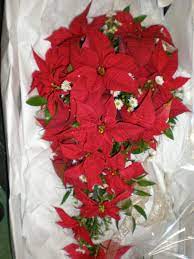 See more ideas about christmas wedding, christmas wedding bouquets, wedding. Poinsettia Cascade Christmas Or Winter Bridal Bouquet Christmas Bridal Bouquets Winter Bouquet Bridal Bouquet