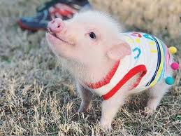 Omg Cute Pet Pigs Cute Baby Animals Cute Piglets