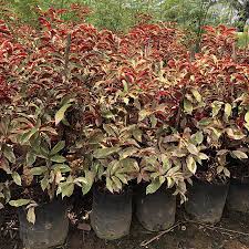 Image result for Excoecaria