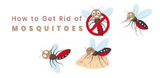 One of the most likely causes of having mosquitoes in your house is water. How To Get Rid Of Mosquitoes From House As Well Office