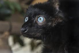 Only A Few Species Of Primates Have Blue Eyes Like The Blue Eyed Black Lemur Lemur Primates Crystal Blue Eyes
