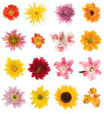 Pictures of flowers, different types of flowers with pictures and names, beautiful photos and images of flowers. Sixteen Different Flowers By Photovideostock