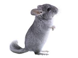 Chinchillas are either of two species of crepuscular rodents of the parvorder caviomorpha. Fun Facts About Chinchillas Live Science