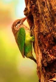Pin On Birds Of Coorg Karnataka India