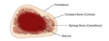 Furthermore, the periosteum and endosteum lines the bone surface and the trabacular spaces respectively. Blog Archives What S Going On In Mr Solarz Class