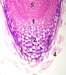 Maybe you would like to learn more about one of these? Plant Stem Cell Wikipedia
