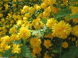 خلفيات ورد اصفر احلى صور ورود صفراء 2018 Beautiful Flowers Plants Flowers