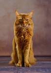 Somali Cats | Somali Cat Breed Info & Pictures | PetMD