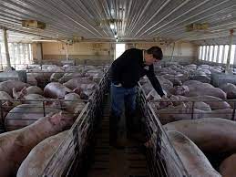 Hog Farmers Face 'Devastating Decision' Over Euthanizing Herds - Abc News