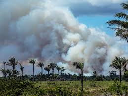 Cloud production does not require a continuous surface source of methane. Trees Emit A Surprisingly Large Amount Of Methane Wired