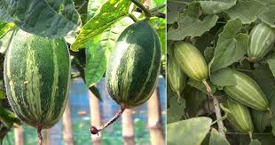A number of fungi may cause disease on the leaves or the roots of turnips and rutabagas. Growing Pointed Gourd In India How To Grow Pointed Gourd