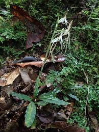 Image result for Habenaria macrandra