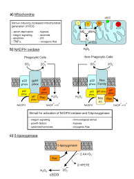 Infolding of the cristae dramatically increases the surface area available for hosting the enzymes responsible for cellular respiration. Reactive Oxygen Species Wikipedia