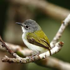 Image result for Dacryotrichia robinsonii