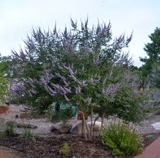 This laurel variety features shiny, green foliage and strongly fragrant blossoms. Texas Lilac Vitex Tree Backyard Trees Vitex Tree Backyard Garden Diy