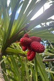 Image result for Panda oleosa