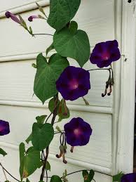 High john the conqueror root chips cad $ 7.50; Morning Glory Bottle Wall Morning Glory Zen Place