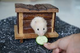 In particular, hamsters like apples, cantaloupe, broccoli, zucchini, etc. Purchase Hamster Eat Vegetables Up To 78 Off
