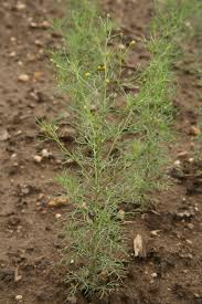 Image result for Schkuhria pinnata