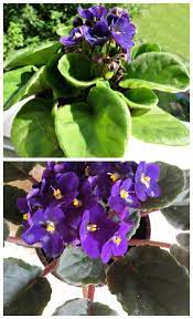 Check spelling or type a new query. African Violets Tips For This Popular Indoor Flowering Plant