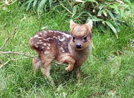 What is the most recently discovered animal. Most Recently Discovered Species Splory