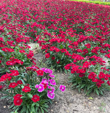 Shiny Flowers : rRealLifeShinies