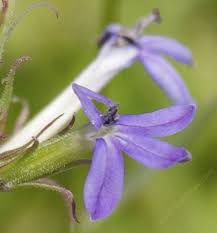 Image result for Lobelia lobata