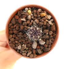 Image result for Pycreus permutatus