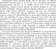 Image result for Megaloprotachne