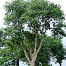Image result for Prunus serotina