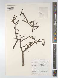 Image result for Englerina