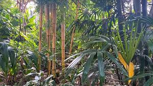Image result for Bambusa vulgaris